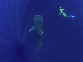 A diver swims alongside a majestic whale shark in the deep blue ocean, showcasing an unforgettable wildlife encounter in marine exploration.