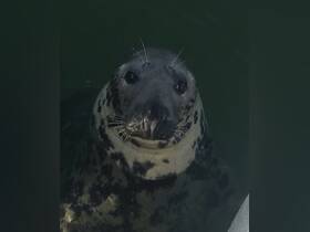 A close-up of a curious seal swimming in calm waters, showcasing its unique features and playful nature — a delightful encounter with marine wildlife.