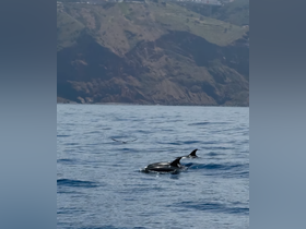 A captivating scene of dolphins swimming gracefully in the ocean, showcasing the beauty of marine wildlife against a stunning coastal backdrop.