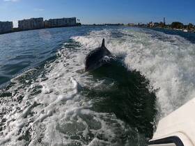 A playful dolphin swims alongside a boat, creating a captivating moment in the water — a perfect example of wildlife interaction while boating.