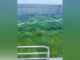 A couple enjoys a refreshing swim in vibrant green waters, capturing the essence of a fun day on the water.