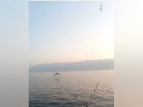 A stunning capture of a dolphin leaping out of the water at sunset, showcasing the beauty of marine wildlife in their natural habitat.