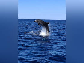 A stunning shot of a dolphin jumping out of the water, showcasing the beauty of marine wildlife in its natural habitat.