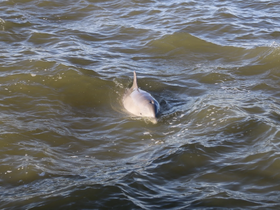 A dolphin swims gracefully through the water, showcasing the beauty of marine wildlife — a captivating sight for nature enthusiasts.