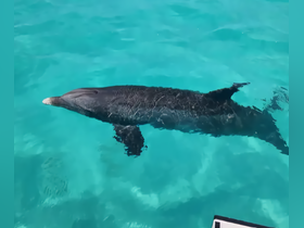 A dolphin gracefully swims through the clear turquoise waters, showcasing the beauty of marine wildlife in its natural habitat.