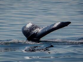 A stunning close-up of a whale's tail gracefully breaking the surface of the water, showcasing the beauty of marine wildlife in its natural habitat.