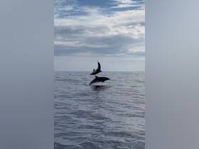 Two dolphins leap gracefully above the water's surface, showcasing their playful nature in a stunning marine environment.