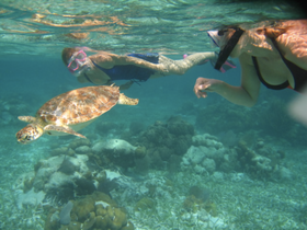 Two snorkelers interact with a graceful sea turtle while exploring vibrant underwater coral reefs — a captivating wildlife experience in the ocean.