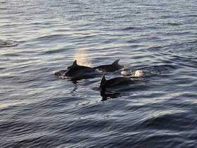 A captivating moment capturing dolphins swimming gracefully in the ocean, showcasing the beauty of marine wildlife.