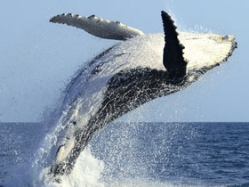 Charter Image