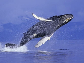 Charter Image