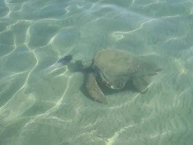 A serene underwater shot of a turtle gliding through clear waters, showcasing the beauty of marine wildlife.