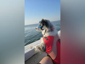 A stylish dog wearing goggles enjoys a boat ride, showcasing the fun of bringing pets on water adventures.