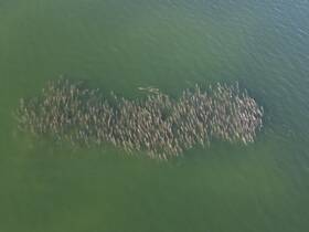 Aerial view of a large pod of dolphins swimming together in the water, showcasing the beauty of marine wildlife in their natural habitat.