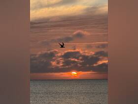 A stunning sunset over the ocean, with a bird soaring through the colorful sky — a perfect moment for nature lovers and photographers.