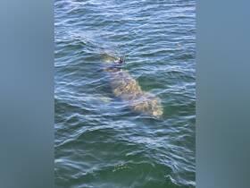A close-up view of a shark swimming in clear waters, showcasing the beauty of marine wildlife encounters.