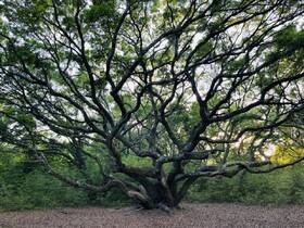 A majestic tree with sprawling branches captured in a serene natural setting, showcasing the beauty of nature.