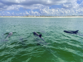 A pod of dolphins swims gracefully in clear waters, showcasing the beauty of marine wildlife in their natural habitat.