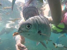 A close-up underwater shot of a fish interacting with snorkelers, showcasing the vibrant marine life during a snorkeling adventure.