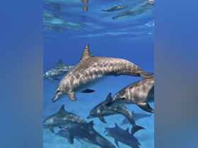 Charter Image