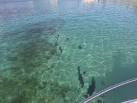 An unclear image showing the surface of clear water, possibly with some underwater features visible. The focus is ambiguous, making it difficult to determine the main subject.