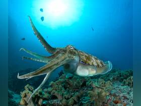 A stunning close-up of an octopus gracefully swimming through vibrant coral reefs, showcasing the beauty of underwater wildlife.