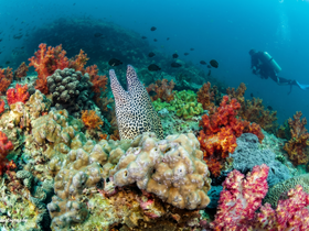 A diver explores a vibrant coral reef while observing a spotted moray eel among colorful corals — a stunning glimpse into underwater marine life.