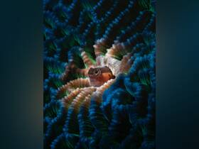 A stunning close-up of a fish nestled within vibrant coral, showcasing the beauty of underwater wildlife and marine ecosystems.