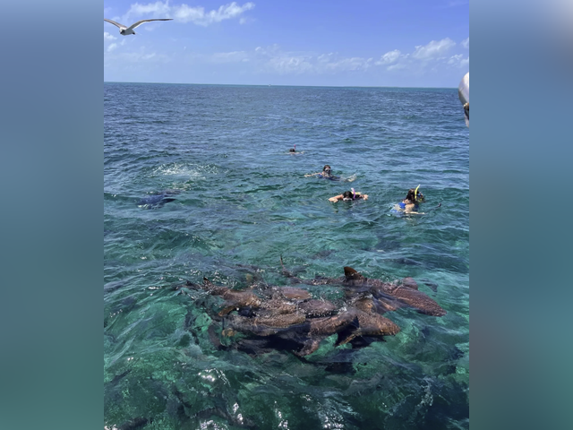 Listing image 1194629