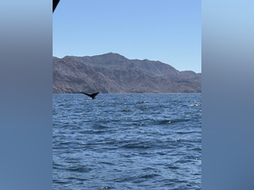 A bird takes flight over the shimmering ocean, with rugged mountains in the background, capturing the essence of wildlife in a serene marine environment.