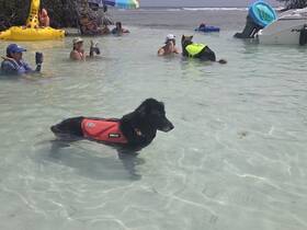 A playful dog in a life jacket enjoys the shallow waters alongside people relaxing and having fun — a perfect day for pet-friendly adventures.