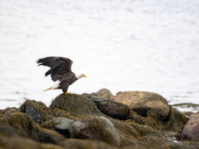 A majestic bald eagle perches on rocky terrain, showcasing its striking features against a serene backdrop — a captivating moment for wildlife enthusiasts.