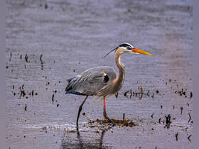 A majestic heron wades through shallow waters, showcasing its striking features and natural habitat — a perfect capture for birdwatching enthusiasts.