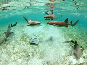 A captivating underwater scene featuring multiple sharks and a stingray gliding over the seagrass, showcasing the vibrant marine life in the clear waters.