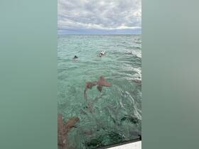 Snorkelers enjoy an exhilarating experience swimming with sharks in crystal-clear waters, showcasing the thrill of marine wildlife encounters.
