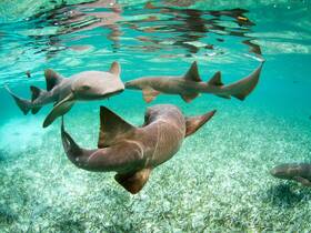 A captivating underwater scene featuring a group of sharks swimming gracefully over a bed of seagrass, showcasing the beauty of marine wildlife.