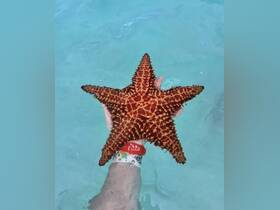A vibrant starfish is held in shallow water, showcasing the beauty of marine life — a perfect moment for wildlife enthusiasts.