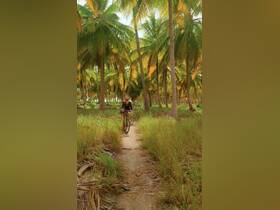 A person riding a bicycle through a lush palm tree path, showcasing a tropical landscape.