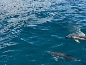 A captivating moment capturing dolphins swimming gracefully in clear blue waters — a perfect representation of marine wildlife encounters.