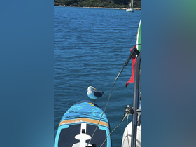 A seagull perches on a paddleboard, showcasing a serene moment in nature on the water.