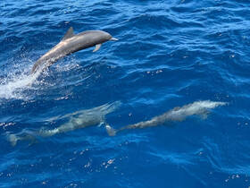A stunning capture of dolphins leaping through the vibrant blue waters, showcasing their playful nature in the wild.