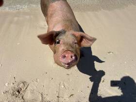 A close-up of a friendly pig on the beach, showcasing the unique wildlife experiences available in tropical destinations.