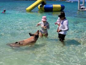A family interacts with a friendly pig in the shallow waters, showcasing a unique wildlife experience in the Bahamas.