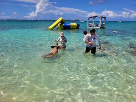 A child and an adult interact with a friendly pig in the shallow waters, creating a memorable wildlife experience in a tropical paradise.