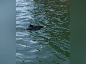 A dolphin surfaces in calm waters, showcasing the beauty of marine wildlife — a captivating moment for nature enthusiasts.