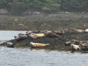A group of seals basking on a rocky shore, showcasing the beauty of marine wildlife in their natural habitat.