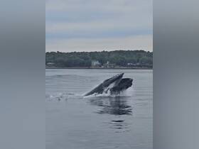 A majestic whale breaches the surface of calm waters, showcasing the beauty of marine wildlife — a breathtaking moment for nature enthusiasts.