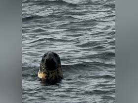 A close-up view of a seal swimming in the water, showcasing its distinctive features and natural habitat.