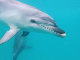 A close-up shot of a dolphin swimming gracefully in clear turquoise waters, showcasing the beauty of marine wildlife.