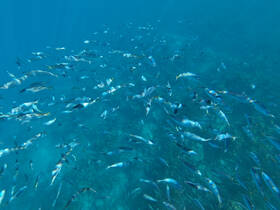 A vibrant underwater scene showcasing a school of fish swimming gracefully in crystal-clear waters, perfect for snorkeling and marine exploration.